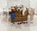 Small breeder photo