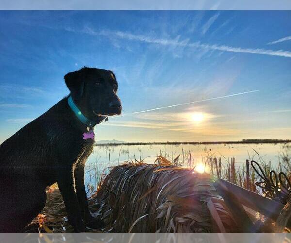 Medium Photo #3  Breeder Profile in REDDING, CA, USA