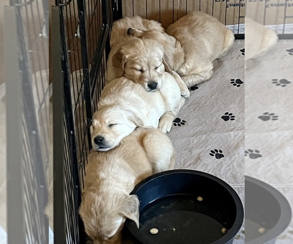 Medium Photo #29  Breeder Profile in SWEETWATER, TN, USA