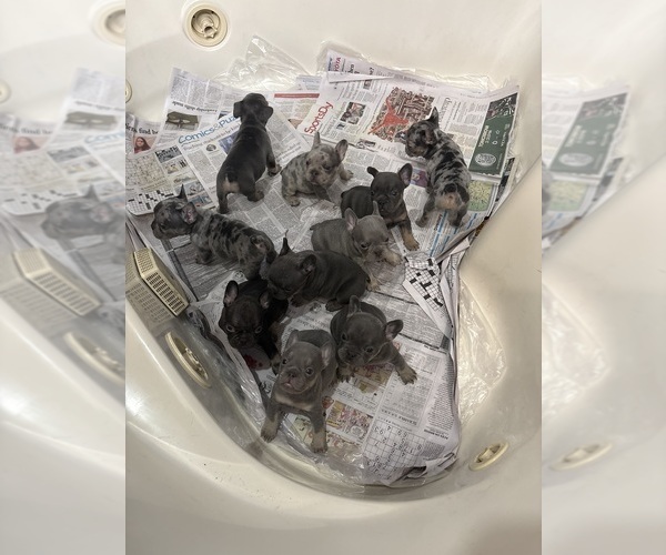 Medium Photo #1  Breeder Profile in GRAND PRAIRIE, TX, USA