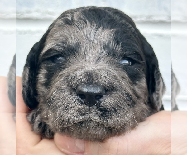 Medium Photo #14  Breeder Profile in POWELL, TN, USA