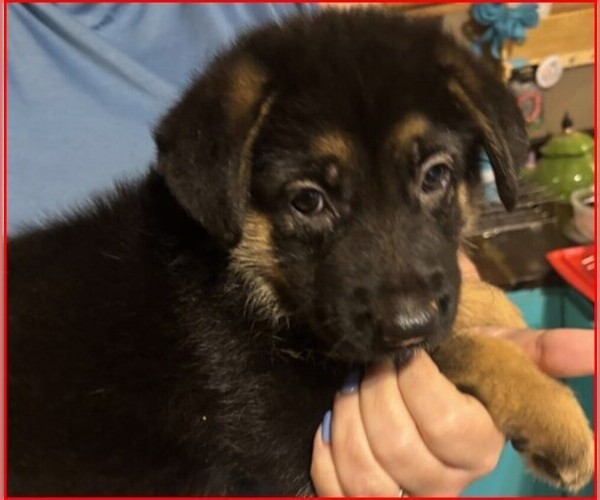 Medium Photo #19  Breeder Profile in NEWNAN, GA, USA