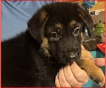Small #18 Breeder Profile image