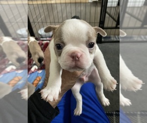 Boston Terrier Dog Breeder near BRICK, NJ, USA