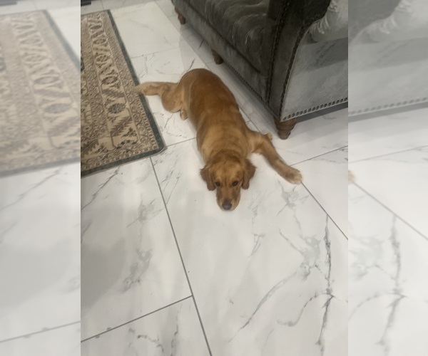 Medium Photo #7  Breeder Profile in FORD CITY, PA, USA