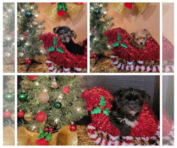 Medium Photo #2  Breeder Profile in KATY, TX, USA