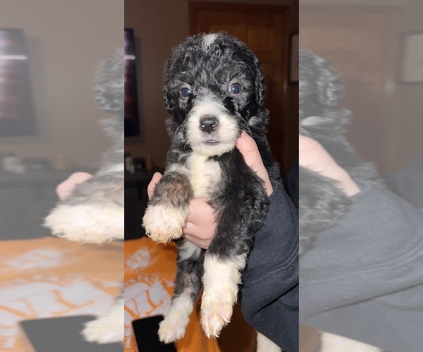 Medium Photo #15  Breeder Profile in DRESDEN, TN, USA