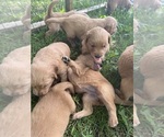 Small #35 Breeder Profile image