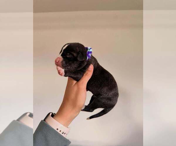 Medium Photo #10  Breeder Profile in INDIO, CA, USA