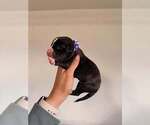 Small #9 Breeder Profile image