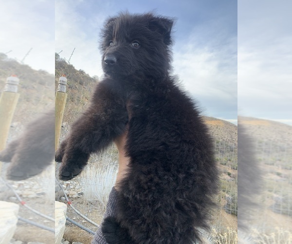 Medium Photo #131  Breeder Profile in PINON HILLS, CA, USA