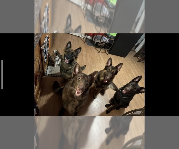 Medium Photo #1  Breeder Profile in STERLING, CT, USA