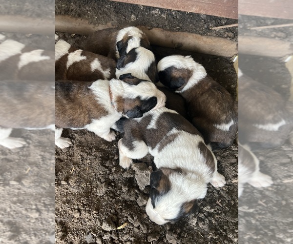 Medium Photo #21  Breeder Profile in NEW MARKET, IA, USA