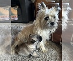 Small #38 Breeder Profile image