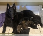Small breeder photo