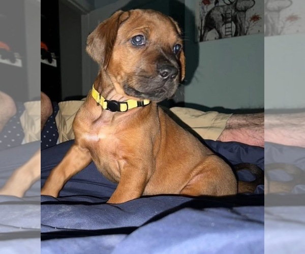 Medium Photo #52  Breeder Profile in MURFREESBORO, TN, USA
