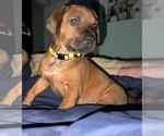 Small #51 Breeder Profile image