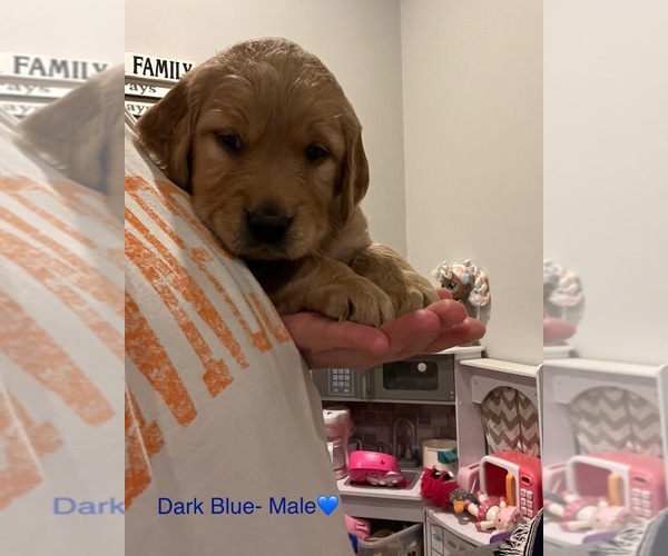 Medium Photo #31  Breeder Profile in SWEETWATER, TN, USA