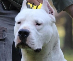 Dogo Argentino Dog Breeder near EAGLE MOUNTAIN, UT, USA