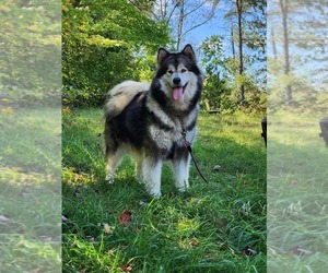 Alaskan Malamute Dog Breeder near CRIVITZ, WI, USA