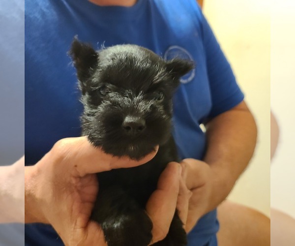 Medium Photo #1  Breeder Profile in LEBANON, OK, USA