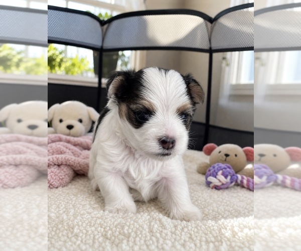 Medium Photo #2  Breeder Profile in CHICAGO, IL, USA
