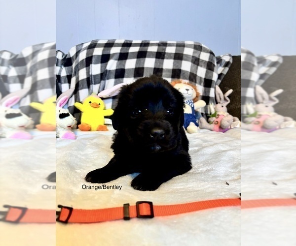 Medium Photo #4  Breeder Profile in LEICESTER, NC, USA