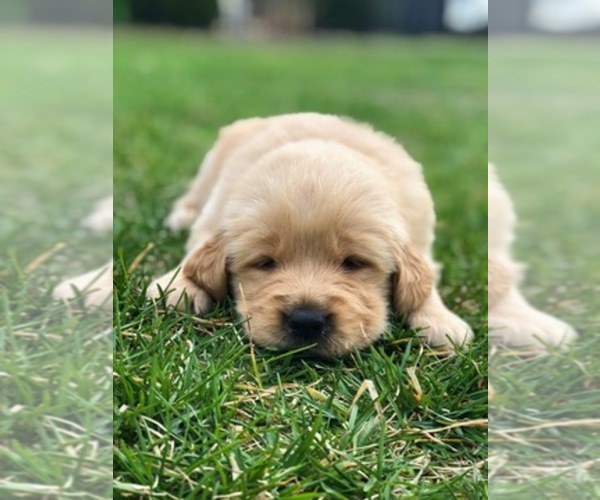 Medium Photo #1  Breeder Profile in JONESVILLE, MI, USA