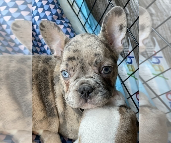 Medium Photo #1  Breeder Profile in BLOOMINGDALE, IL, USA
