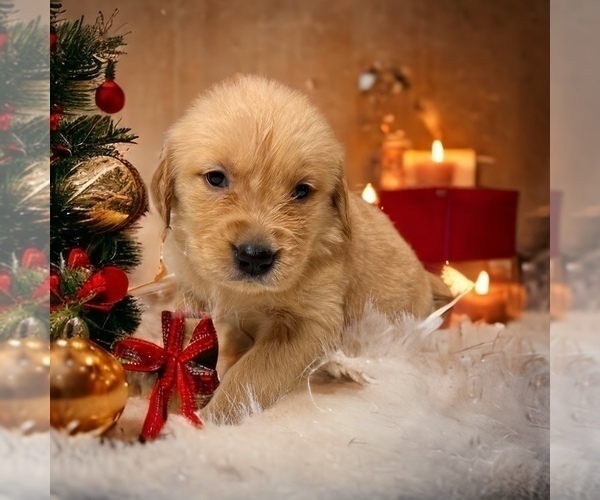 Medium Photo #31  Breeder Profile in NEOLA, WV, USA