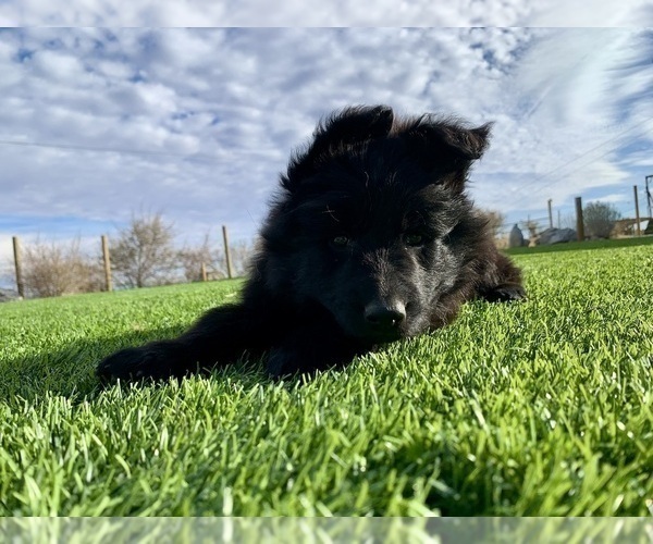 Medium Photo #158  Breeder Profile in PINON HILLS, CA, USA