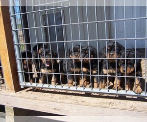 Rottweiler Dog Breeder near DAYTON, VA, USA