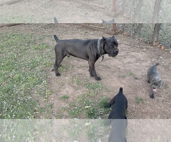 Medium Photo #4  Breeder Profile in NORMAN, OK, USA