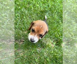 Beagle Dog Breeder near LAKE VILLAGE, IN, USA