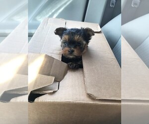 Yorkshire Terrier Dog Breeder near CARDINGTON, OH, USA