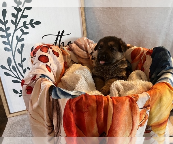 Medium Photo #1  Breeder Profile in CLAY, NY, USA
