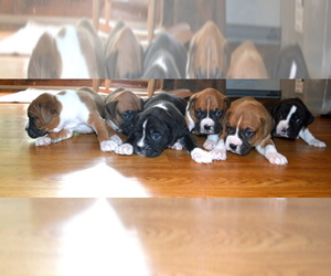 Boxer Dog Breeder near LANCASTER, MA, USA