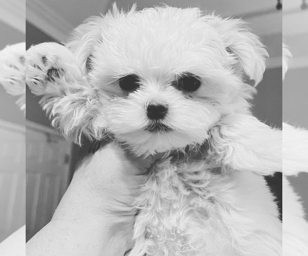 Medium Photo #1  Breeder Profile in MCDONOUGH, GA, USA