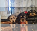 Small #185 Breeder Profile image