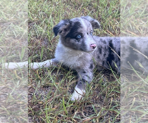 Medium Photo #5  Breeder Profile in BUSH, LA, USA