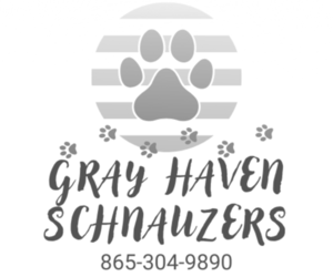 Schnauzer (Miniature) Dog Breeder near PIGEON FORGE, TN, USA