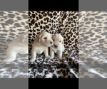 Small #5 Breeder Profile image