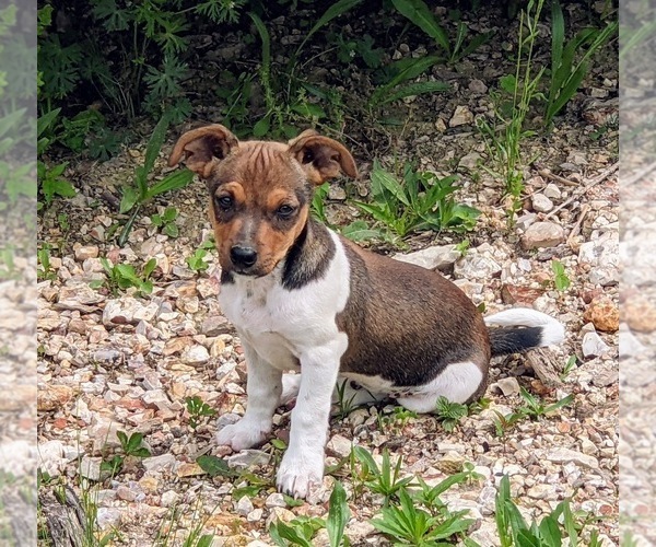 Medium Photo #9  Breeder Profile in DORA, MO, USA