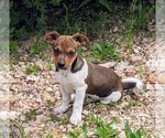 Small Photo #9  Breeder Profile in DORA, MO, USA