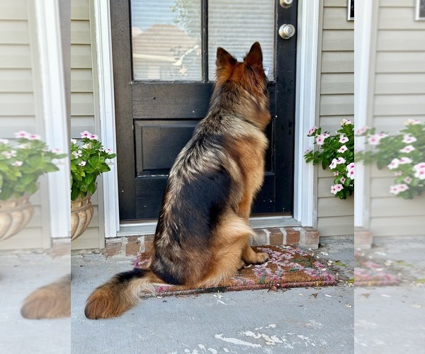 Medium Photo #11  Breeder Profile in COVINGTON, LA, USA