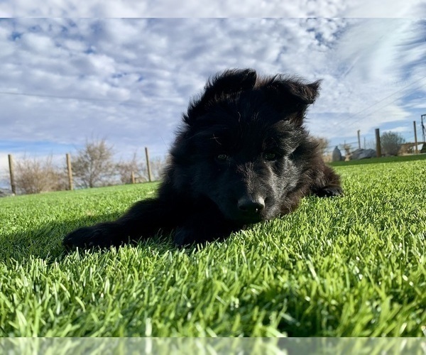 Medium Photo #157  Breeder Profile in PINON HILLS, CA, USA