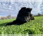 Small #156 Breeder Profile image