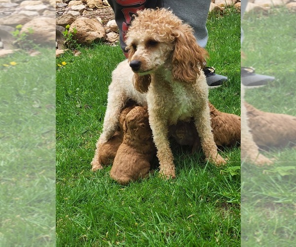 Medium Photo #73  Breeder Profile in NEENAH, WI, USA