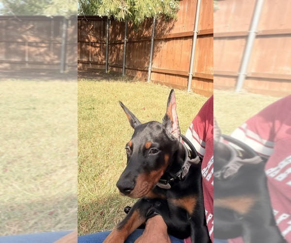 Medium Photo #4  Breeder Profile in ROCKWALL, TX, USA