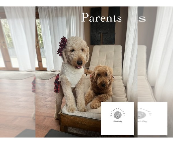 Medium Photo #1  Breeder Profile in FALL RIVER, MA, USA